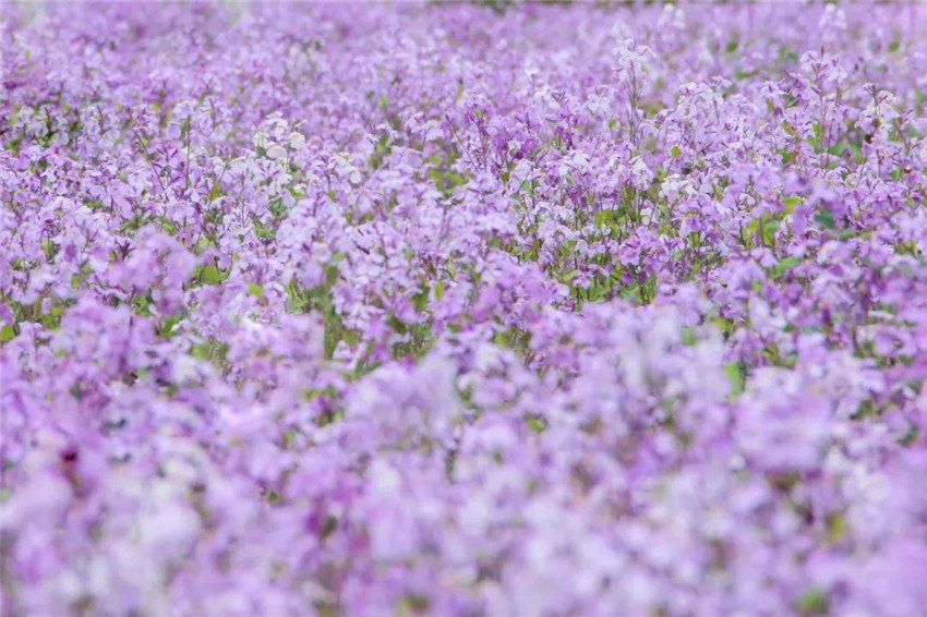 【组图】南开园的花